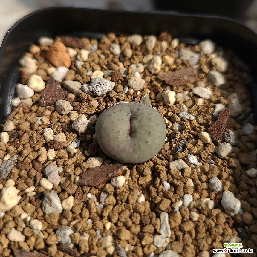 Conophytum stevens-jonesianum conophytum Conophytum - Xplant
