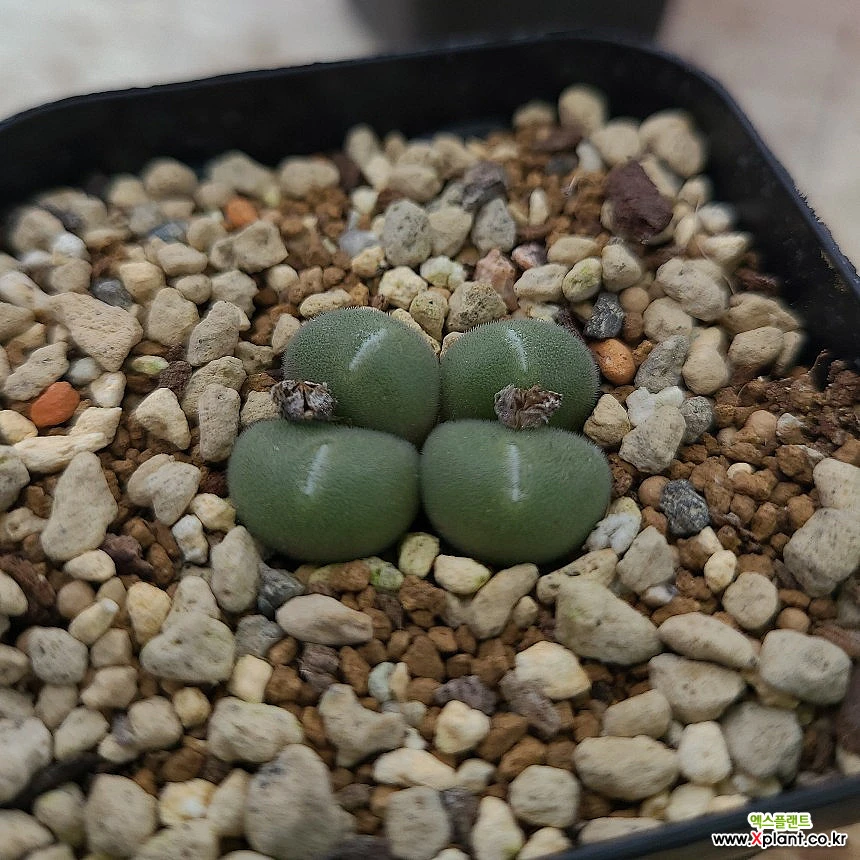 ドン ジュアンSH Conophytum hyb ”Don Juan” ユーフォルビア 多肉植物(サボテン)｜売買されたオークション情報、yahooの商品情報をアーカイブ公開  - オークファン - サボテン（altasanchez.com）