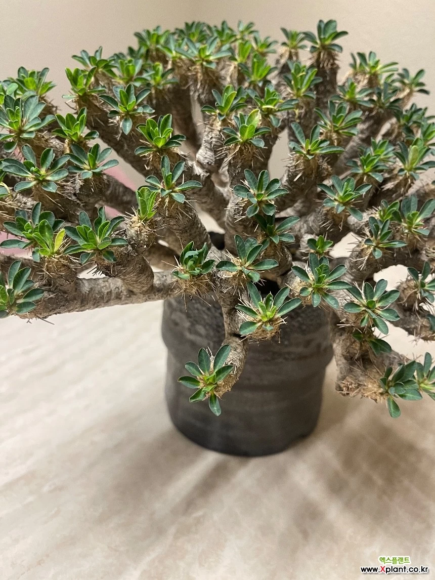 32　Euphorbia guillauminiana ユーフォルビア ギラウミニアナ　大