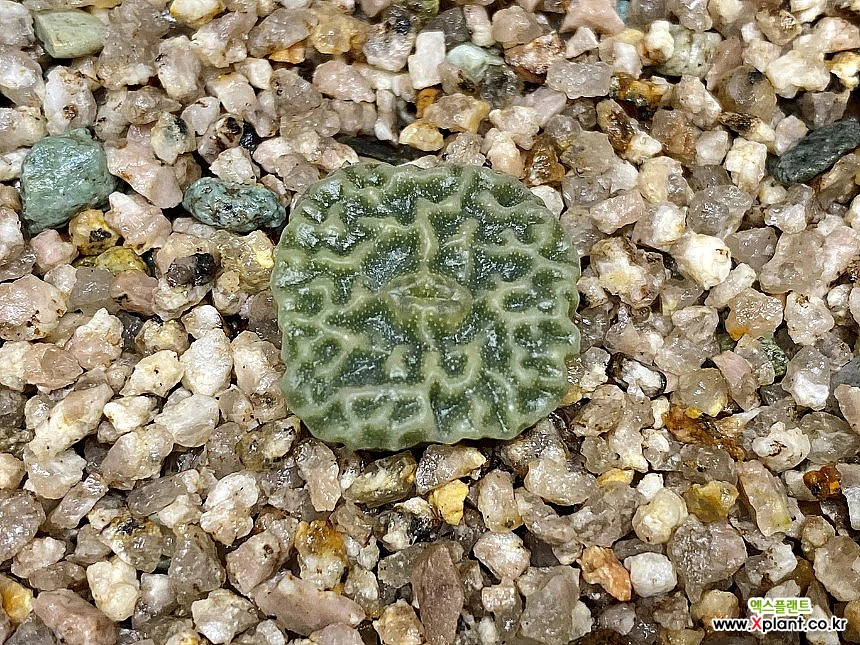 コノフィツム Conophytum angelicae ssp.tetragonum DT7778 Hoenzolern