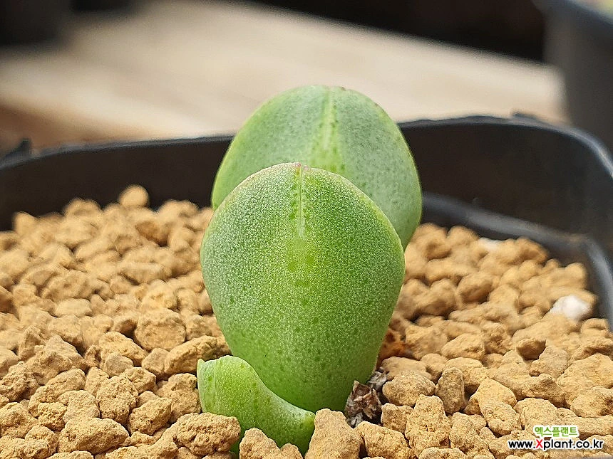 Lithops 108-180 108-180 Conophytum - xplant