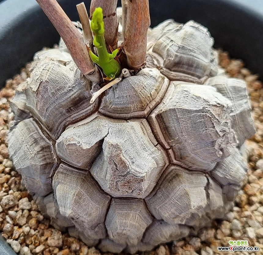 Dioscorea elephantipes 아프리카식물(코덱스) - Xplant