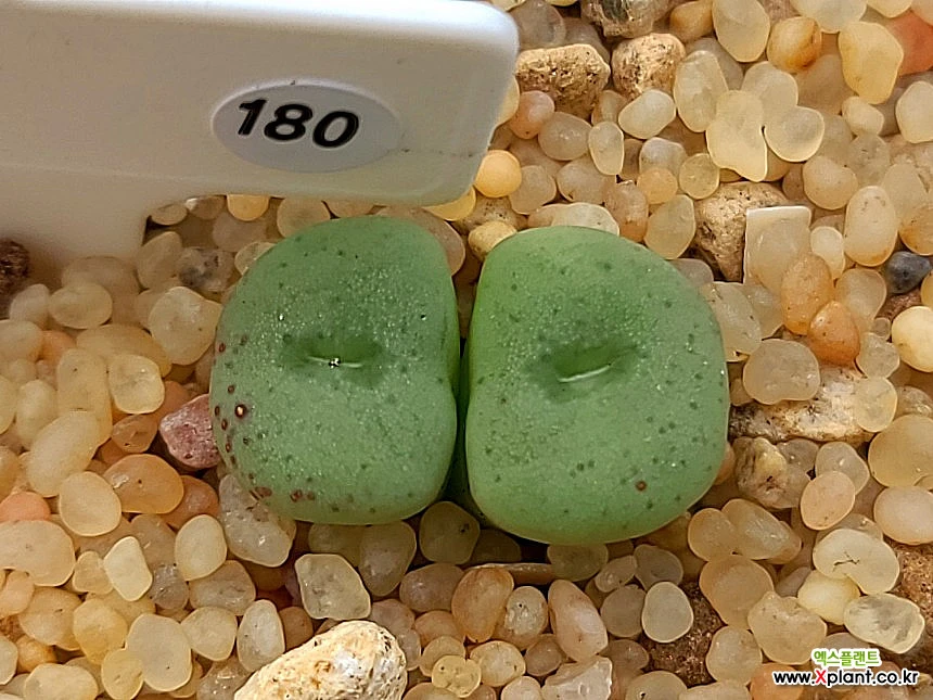 conophytum minutum Lithops 180 Conophytum - xplant