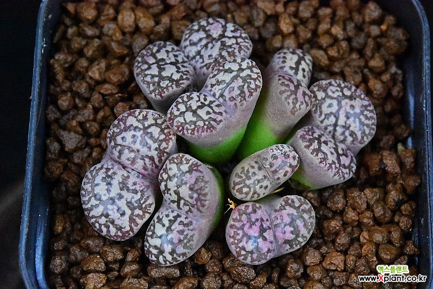 コノフィツム　Conophytum pellucidum var.neohallii 5CR-31 MG1410.841 S.siherfontein ネオハリー コノフィツム Conophytum pellucidum  5CR-31 MG1410.841