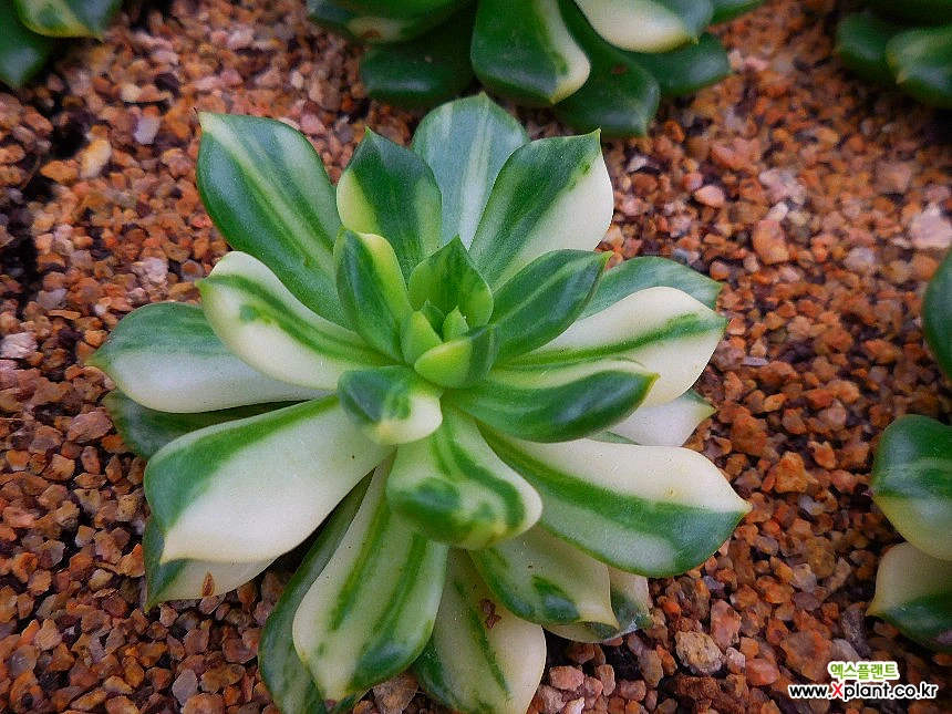 Echeveria agavoides Jade Point 0917-3852 Variegated - Xplant