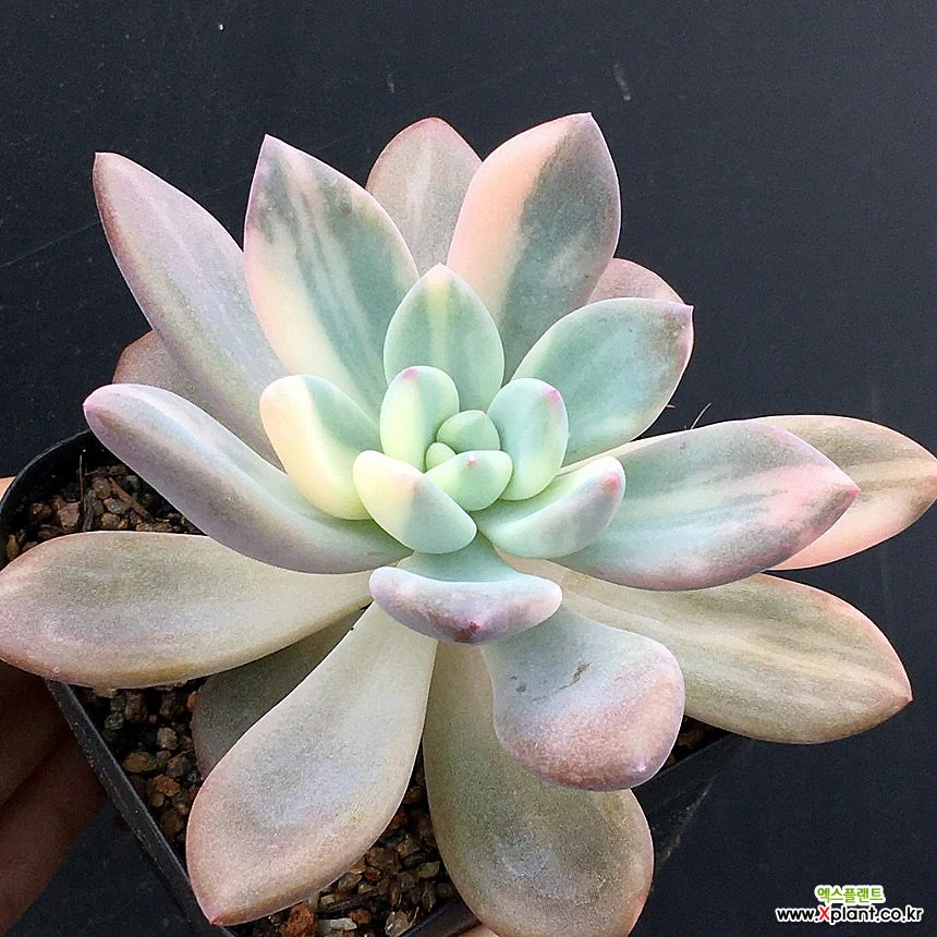 Deals HUGE Graptoveria Opalina variegated