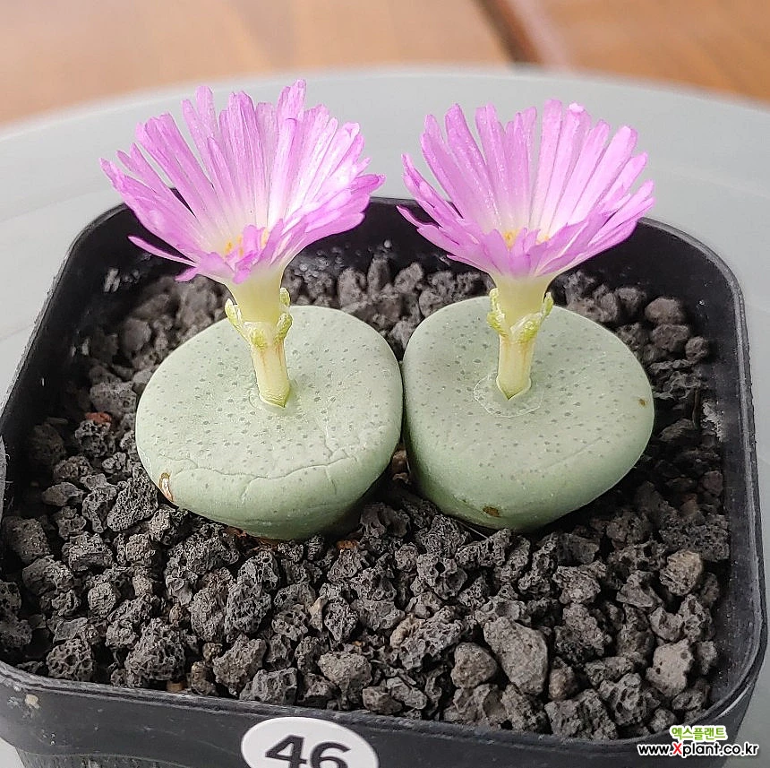 Conophytum wettsteinii（ぽってり唇タイプ） Conophytum wettsteinii