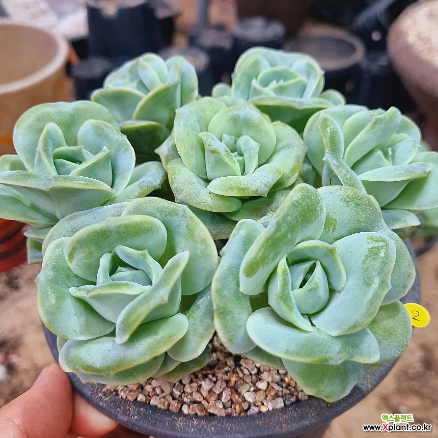 Echeveria Lovely Rose Succulents - Xplant