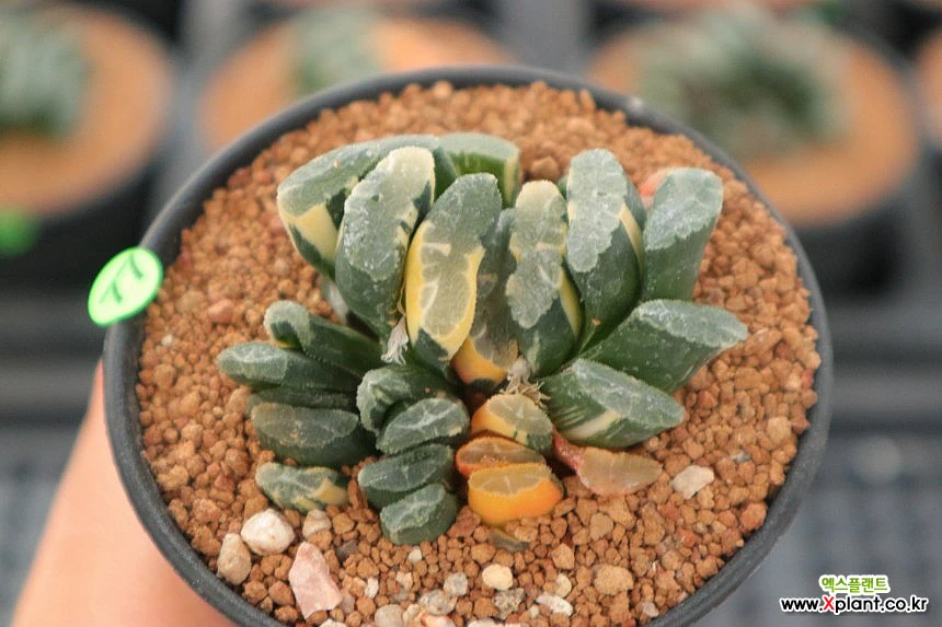 haworthia 9hw-77 Haworthia - xplant