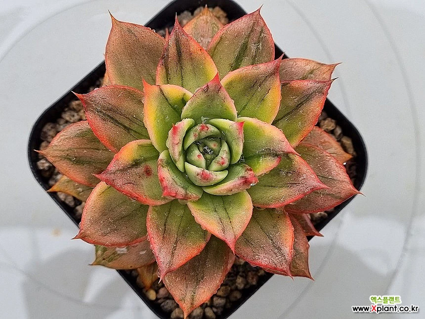 Echeveria Leopard 0921(1).W.16 Variegated - Xplant