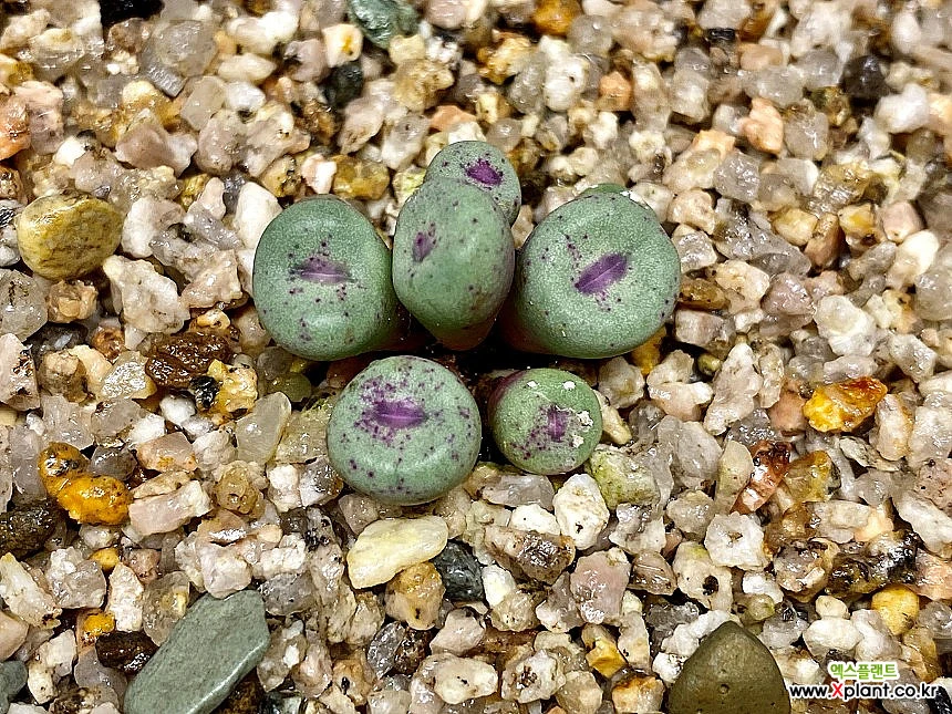 コノフィツム　pageae PV1380ポットごと コノフィツム pageae PV1380ポットごと Conophytum pageae