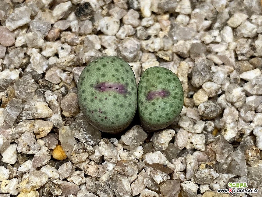 Conophytum stevens-jonesianum Conophytum stevens-jonesianum