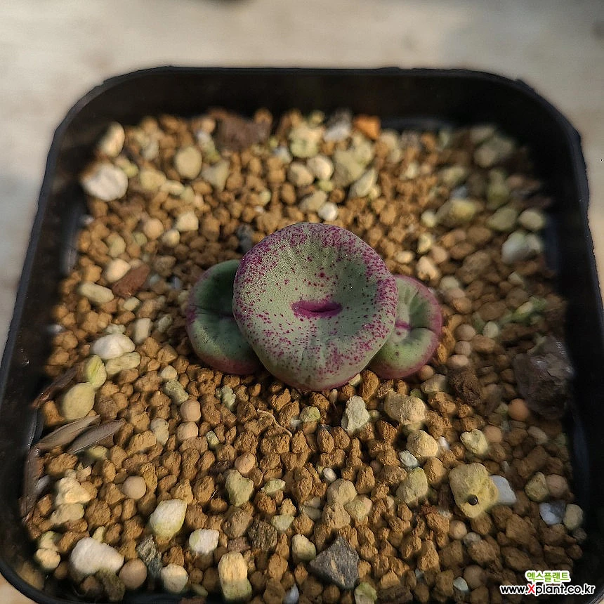 コノフィツム pageae PV1380ポットごと コノフィツム pageae