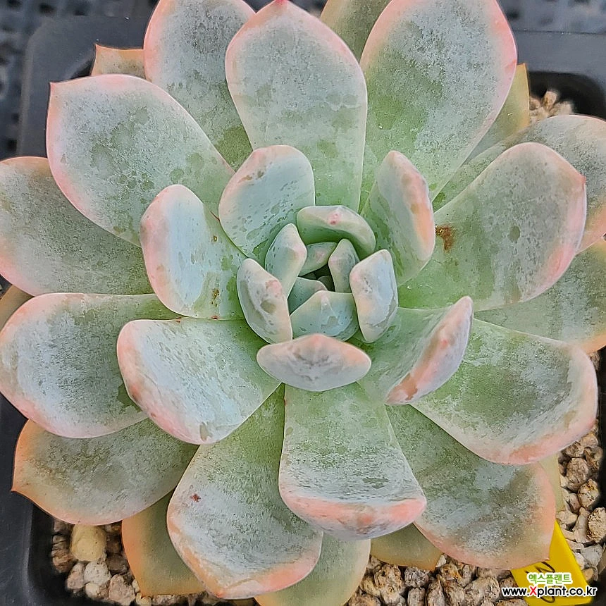 夢の雪錦 多肉植物 エケベリア-