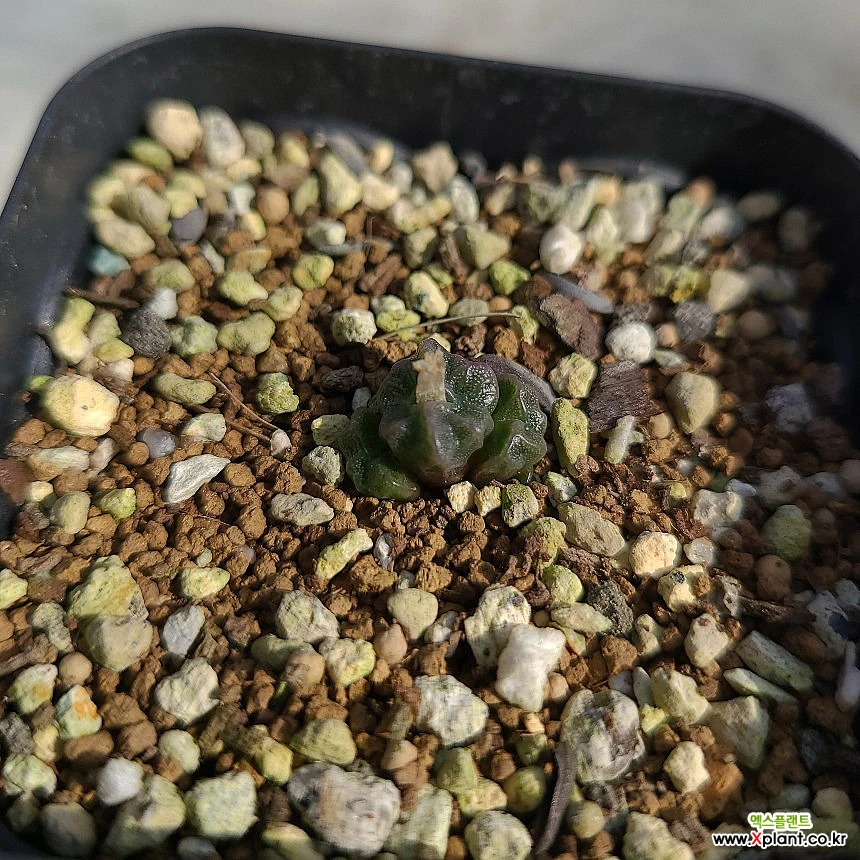 Conophytum ectypum ssp sulcatum conophytum Conophytum - Xplant