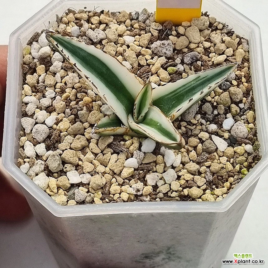 アガベ Agave victoria-reginae 冰山White Rhino Echeveria Victory Agave victoriae reginae white rhino 氷山