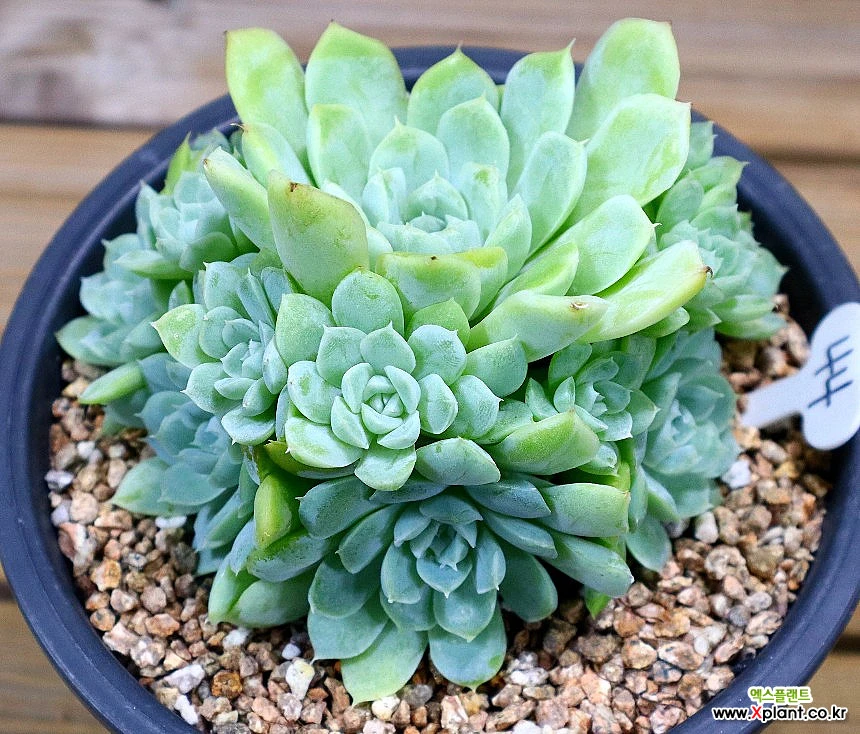 【アイビー】５品種　多肉植物 楽天市場】多肉植物 oriミックスベリア No.064 白玉美尼 多肉