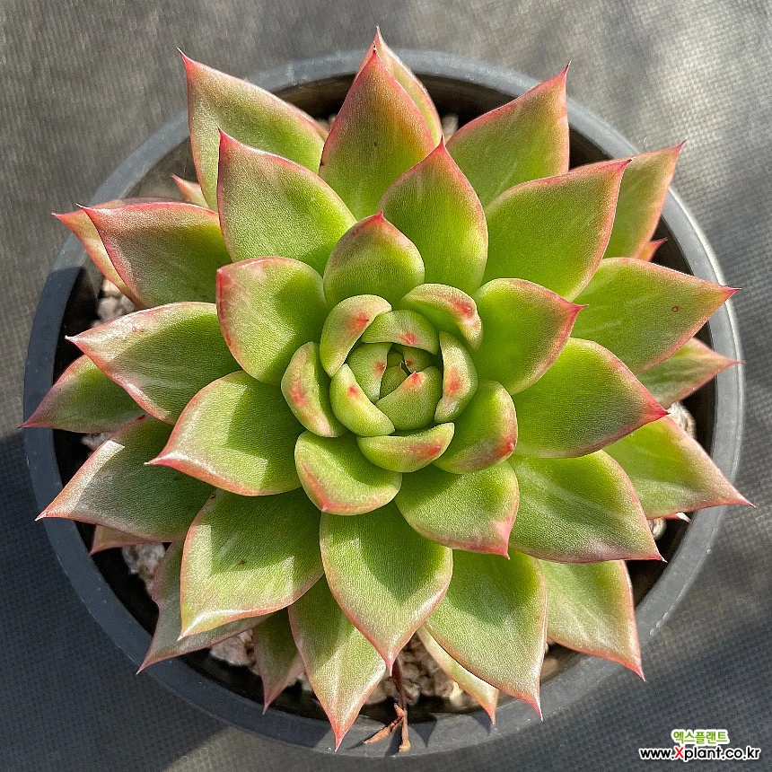 相府莲金 多肉植物 錦 - Xplant