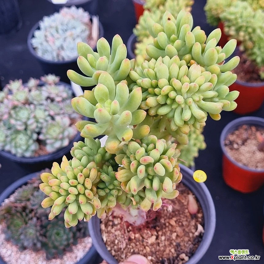 その他多肉植物 Natural 多肉植物4センチポット 25個セット | watanabe flowergarden