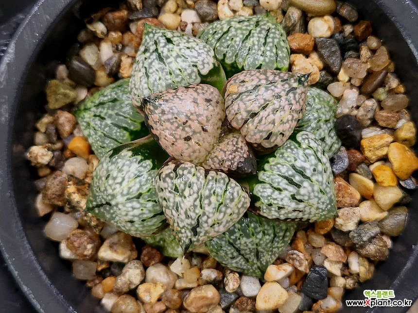 Haworthia picta 57-77 Haworthia - Xplant Haworthia picta 57-77 Haworthia - Xplant