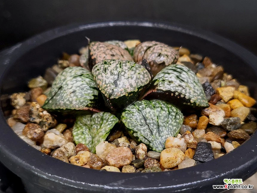 Haworthia picta 57-77 Haworthia - Xplant