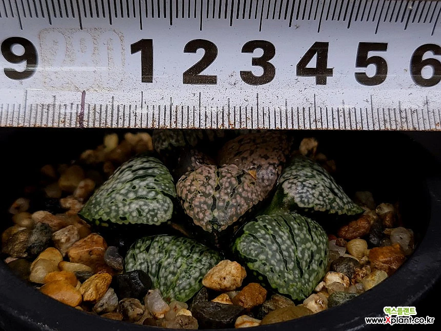 Haworthia picta 57-77 Haworthia - Xplant Haworthia picta 57-77 Haworthia - Xplant