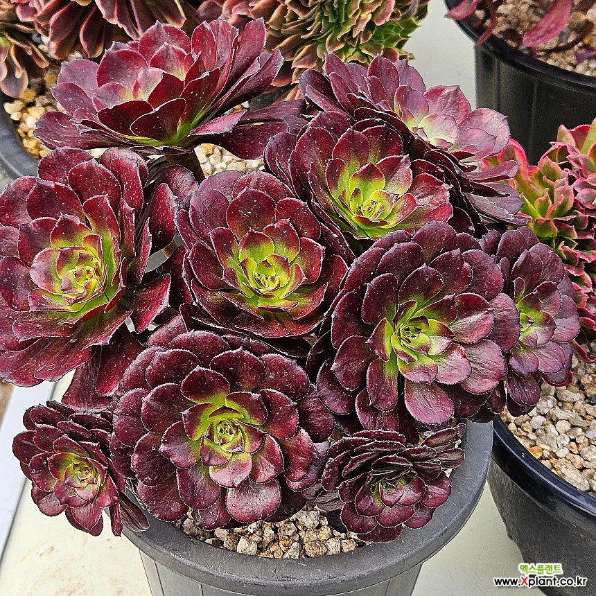 洋書 ECHEVERIA CULTIVARS 図鑑 洋書 ECHEVERIA CULTIVARS | sabotensoudanshitsu H