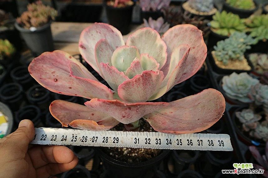 Echeveria 2024 Ice Age variegated