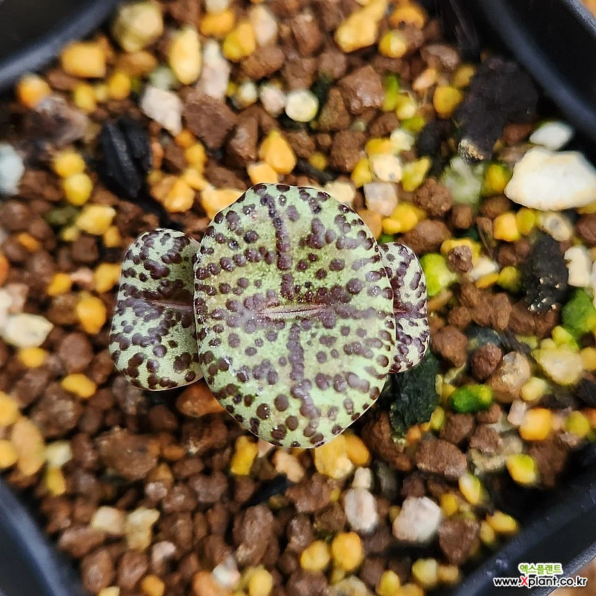 コノフィツム Conophytum obcordellum picturatum CKF-2 ピクツラツム