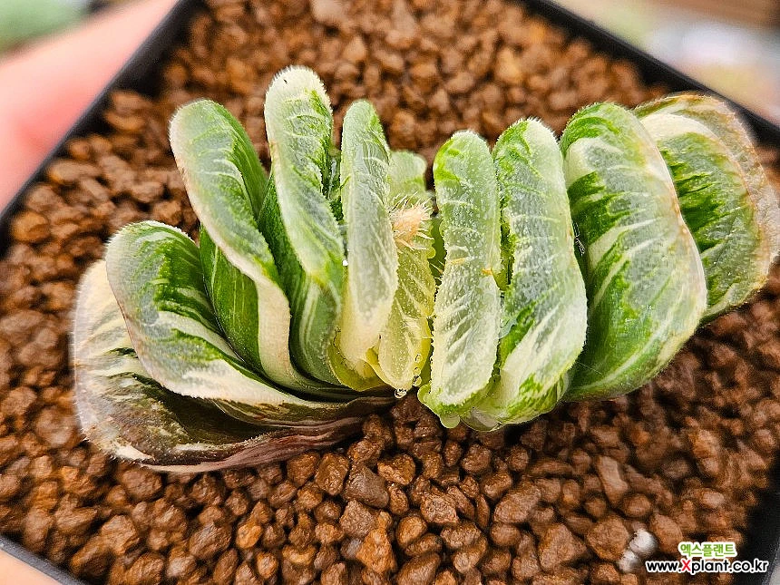 Haworthia seiko nishiki 1009 14 Haworthia xplant