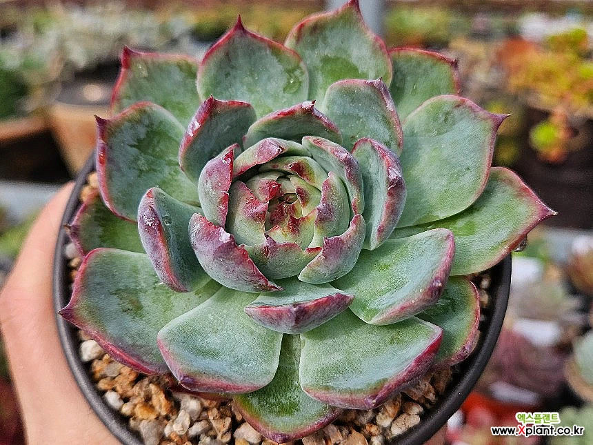 Casio Echeveria Succulents 1009-26 Succulents - xplant