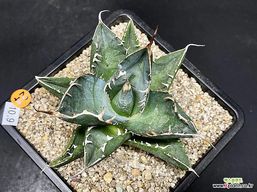 アガベ NO name 【公式通販】