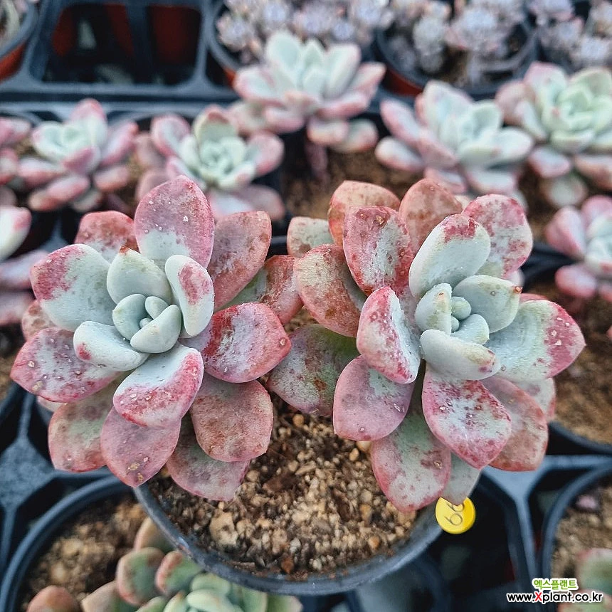 Echeveria Amor Fati 多肉植物- Xplant