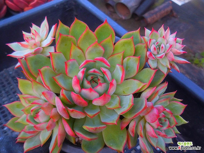 M✧succulent ·͜· ︎︎ᕷ Echeveria Pink Dragon 10/12-2301 Succulents - Xplant