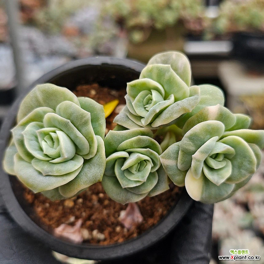 Echeveria deals Lovely Rose variegated