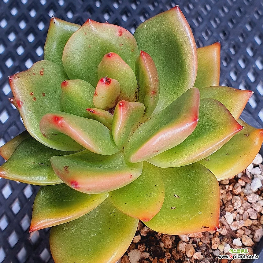 3708ringostar 3708 多肉植物 - Xplant