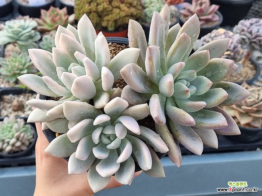 Deals HUGE Graptoveria Opalina variegated