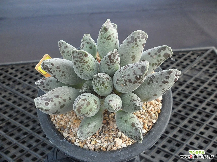 多肉植物 謎 楽天市場】マーガレットレッピン グラプトベリア Mサイズ5.5cm