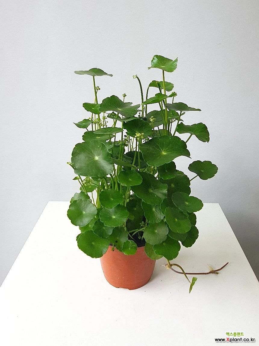 워터코인 수생식물 공기정화[공룡꽃식물원] : 공기정화식물 - 엑스플랜트