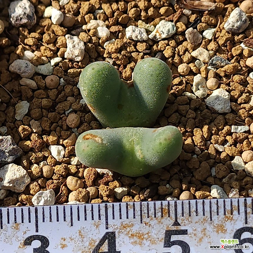 Conophytum bilobum C. EA272 Conophytum - Xplant