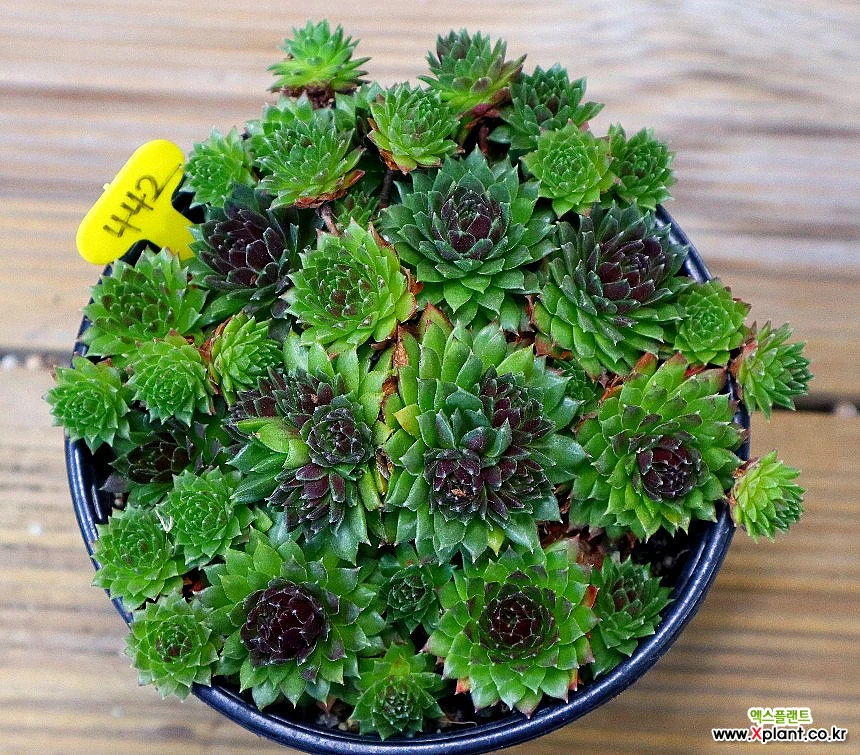 Mammillaria bertholdii Sempervivum - Xplant