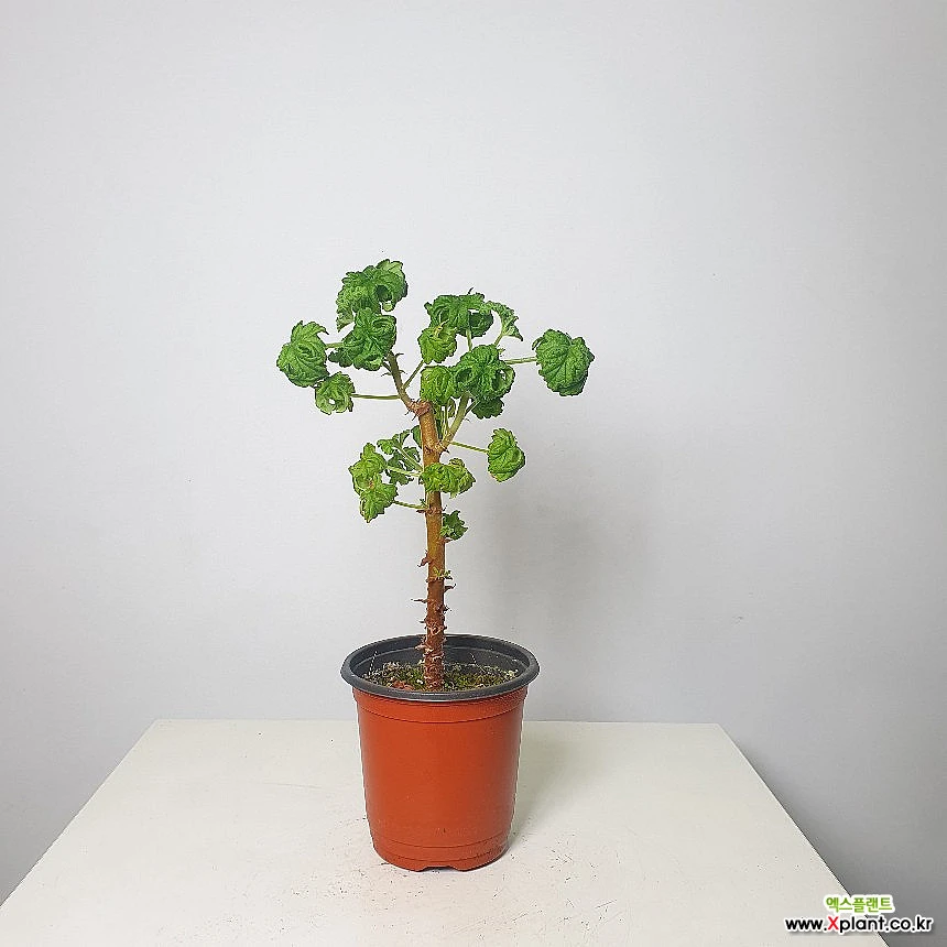 Pelargonium graveolens Bontrosai [] air purifying plants - Xplant