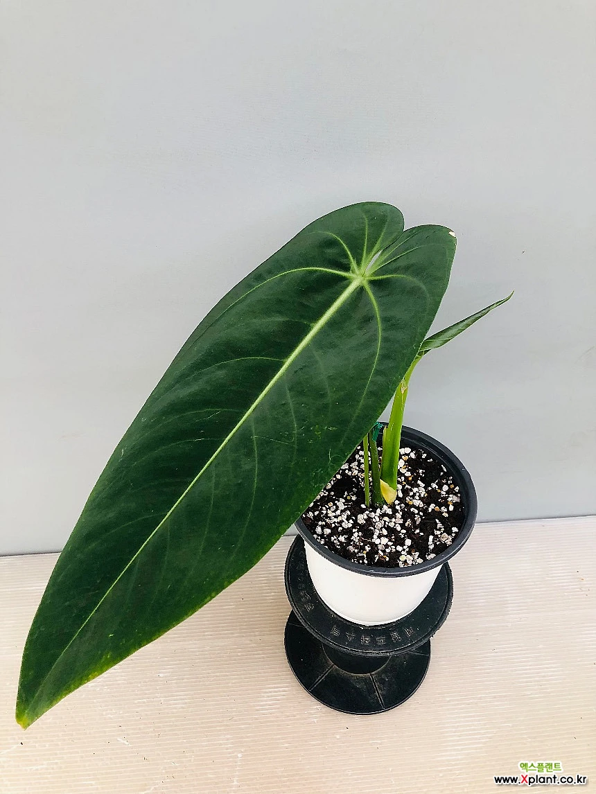 152 warocqueanum Esmeraldaアンスリウム ANTHURIUM WAROCQUEANUM