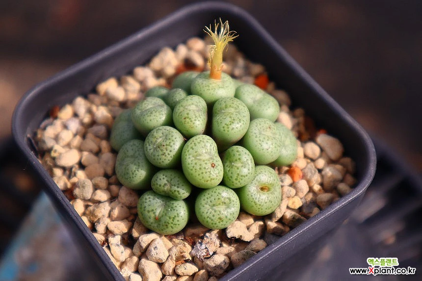 Conophytum Spp 641028 Conophytum - Xplant