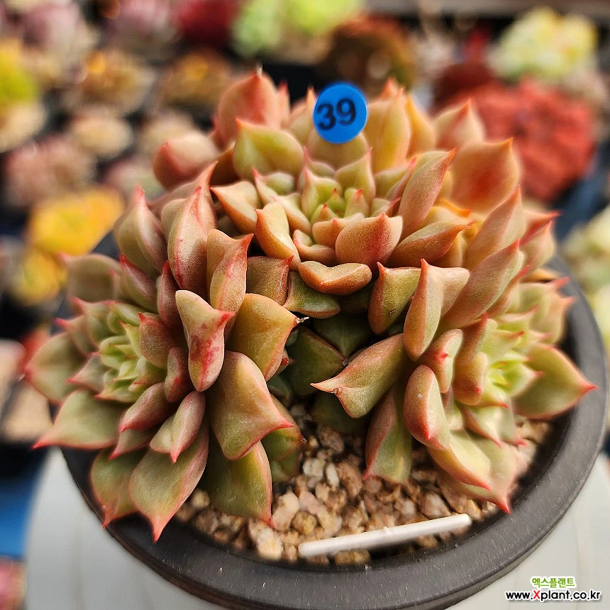 묵은테슬라 1028-439 Succulents - Xplant