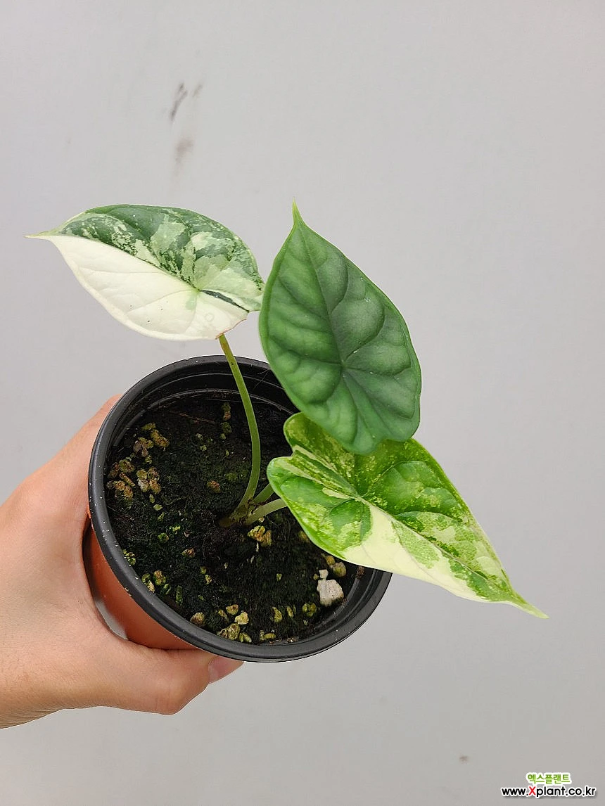 Alocasia Dragon Scale Variegata 7/ Foliage - Xplant