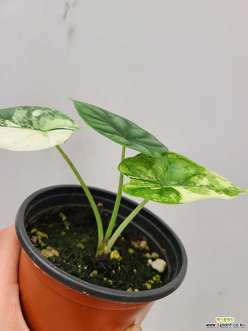 Alocasia Dragon Scale Variegata 7/ Foliage - Xplant