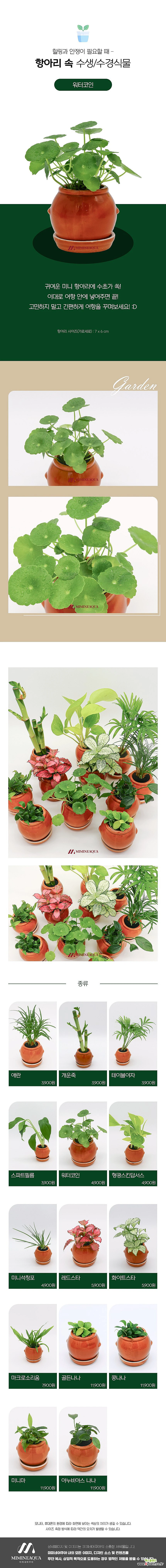 미미네아쿠아 항아리 속 워터코인 키우기 : 수경식물 (수생) - 엑스플랜트