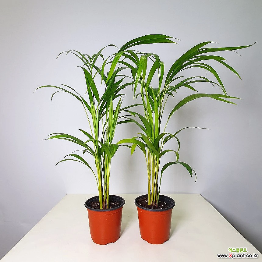 아레카야자 공기정화식물 1위 2개[공룡꽃식물원] : 공기정화식물