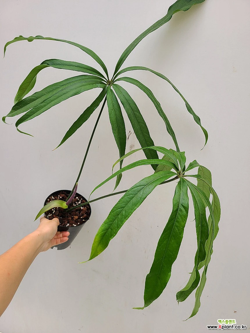 Anthurium eminens [] 1/ Foliage - Xplant